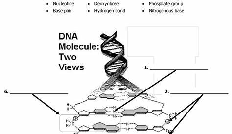Dna Structure And Replication Worksheet Answers Quizlet : Types Of