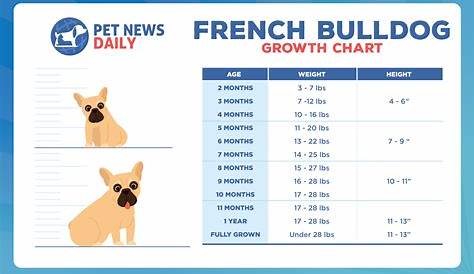 French Bulldog Growth Chart: How Big Will Your French Bulldog Get
