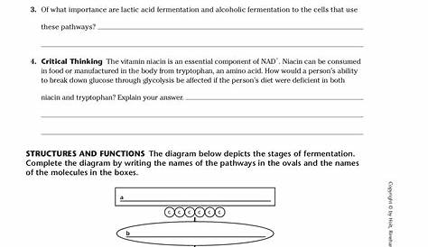 glycolysis fill in the blank worksheet