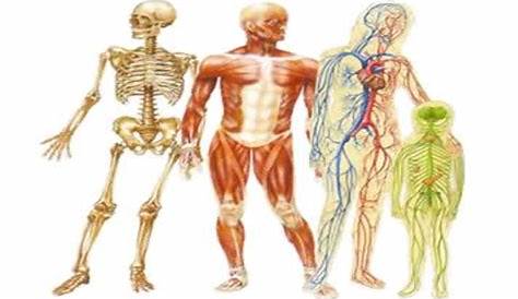 human body systems chart