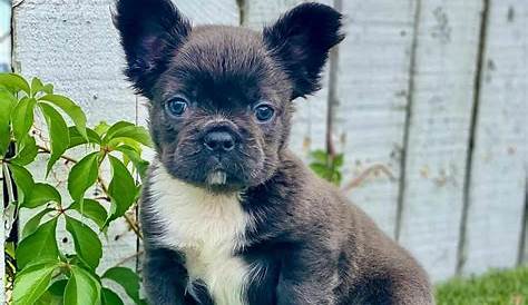 how to breed french bulldog colors