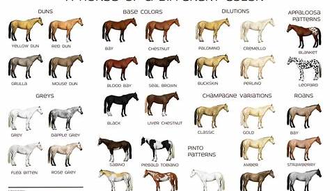 Horse Colors Poster by Reveraine | Horse coat colors, Horse coloring