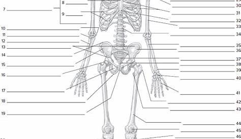 skeletal system worksheets answers