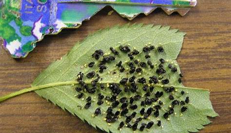 Insect and Spider Identification: Black bug eggs, 1 by plantfreak78