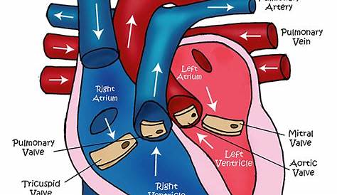 heart-diagram - Whitehorse Veterinary Hospital