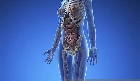 Femal Body Parts / Female Human Body Organs Diagram - Anatomy Body