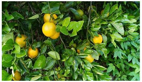 Citrus Season in Florida 2023 – Rove.me