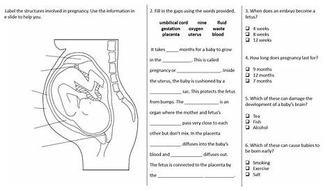 KS3 ~ Year 7 ~ Fetus Development | Teaching Resources