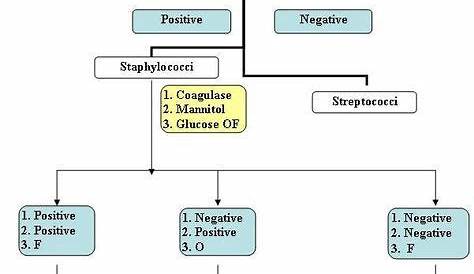 gram positive cocci flow chart