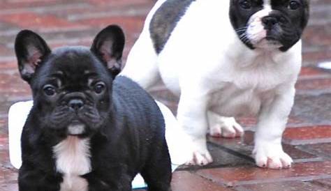French Bulldog Puppies For Sale | Auckland, AUCKLAND #100014