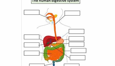 digestive system worksheet answers pdf