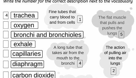 Respiratory system online worksheet for Grade 6 ESL. You can do the