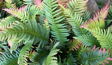 Top Shade Perennials: Ferns - LawnCentral