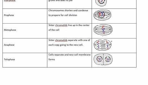 mitosis versus meiosis worksheet answers