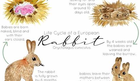 rabbit life cycle for kids