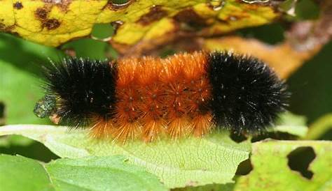 brown caterpillar identification chart