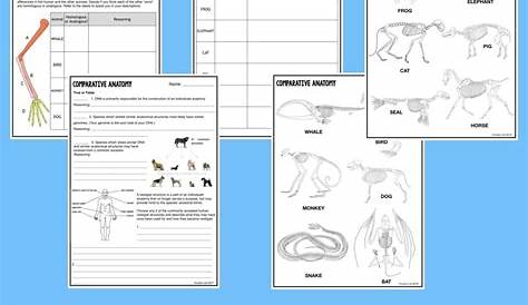 homologous structures worksheets answers