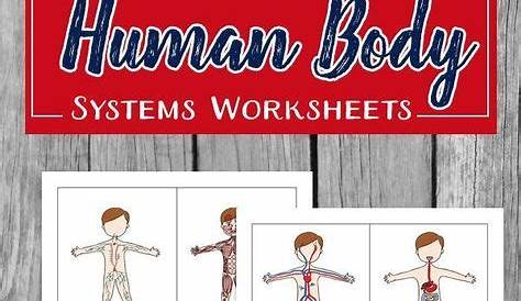 Human Body Systems Worksheets for Kids | Human body systems, Body