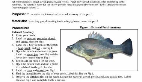 Perch Dissection Lab Worksheet - Elcacerolazo