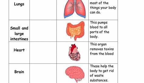 human organ worksheet