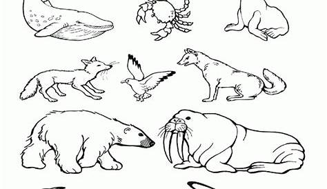 Arctic Animals Worksheets For Preschool Pdf | Lanunmuda