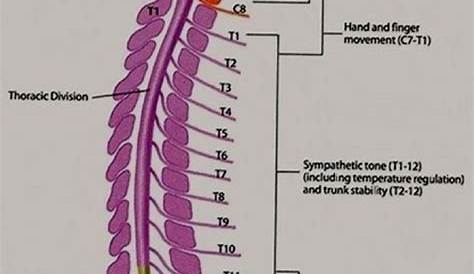 anatomy of spinal nerves