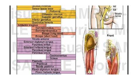 lower leg muscle chart | Innervation of the Muscles of the Leg Medical