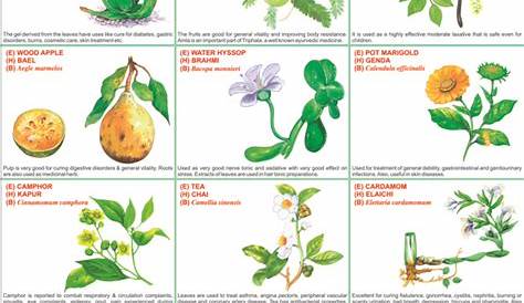 Printable Medicinal Herb Chart