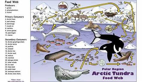 arctic fox food chain diagram