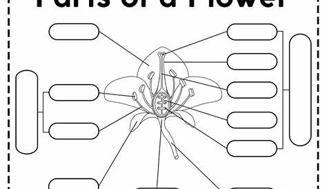 Parts of a Flower Worksheets - Free Printable