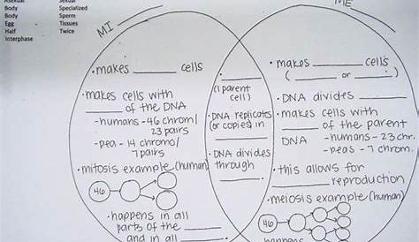 stages of meiosis worksheets