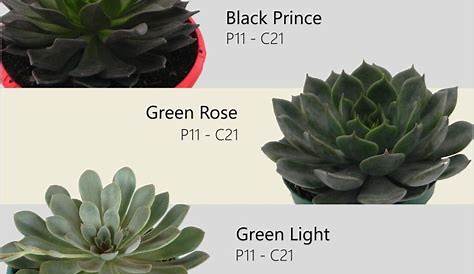 identify your echeveria succulents | Planting succulents indoors, Types