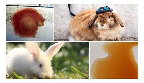 Why does a rabbit have red urine: reasons and what to do, prevention