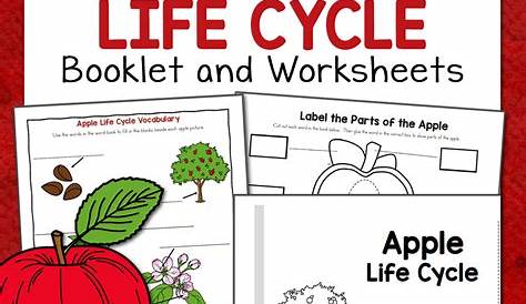 life cycle worksheet 2nd grade