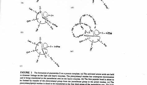 worksheet determination of protein amino acids