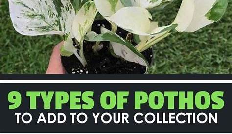 Types Of Pothos Plants Chart