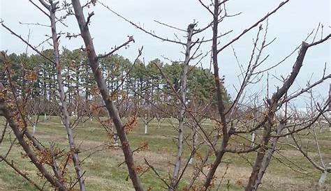 frost damage fruit trees