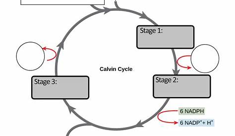 The Calvin Cycle and Ted-ED Video Guide