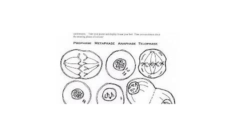 Science Tutor: Phases of Mitosis Activity Worksheet