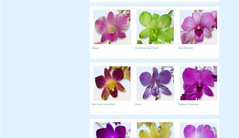 Pin by Maria Vartanian- Party With Mi on Flower Chart | Flower names, Flower chart, Flowers