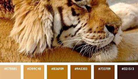 Tiger Color Palette | Nature color palette, Color design inspiration