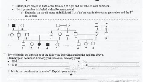 human pedigrees worksheets answer key