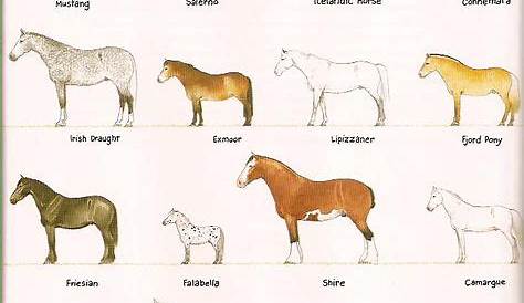 29 Horse Breed Chart ideas | horse breeds, horse coloring, horses