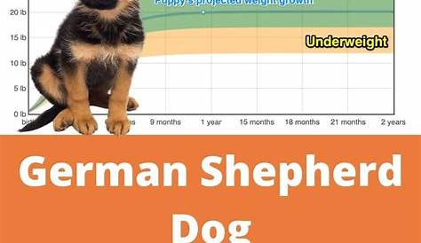 german shepherd puppy growth chart