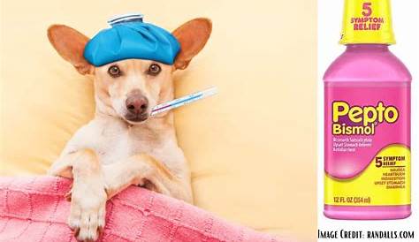 How much Pepto Bismol for dogs? Dosage by weight – Serve Dogs