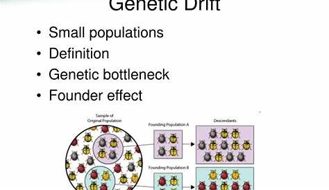 genetic drift worksheets