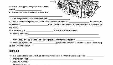 18 Biology Worksheets With Questions / worksheeto.com
