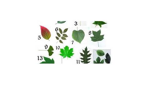 How to Identify Deciduous Trees by Their Leaves | Trees | Deciduous