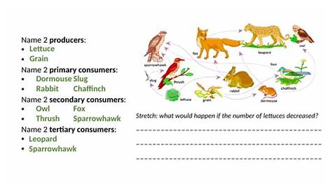 Predator Prey Cycles Worksheet & Resources | Teaching Resources