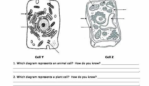 Cell Organelles Worksheet Pdf – Printable worksheets are a valuable